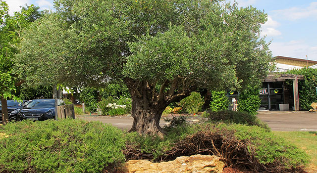 Olive tree, from seedling to tree