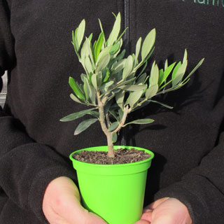 Baby Olive Tree in pot