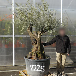 Olive Tree Specimen