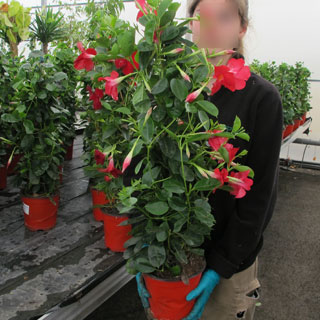 Dipladenia Tipi