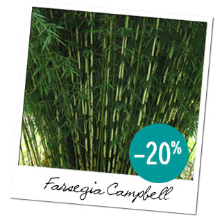 Fargesia Campbell