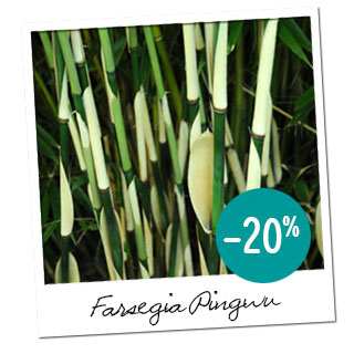 Fargesia Pingwu