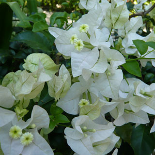 Buganvília branca