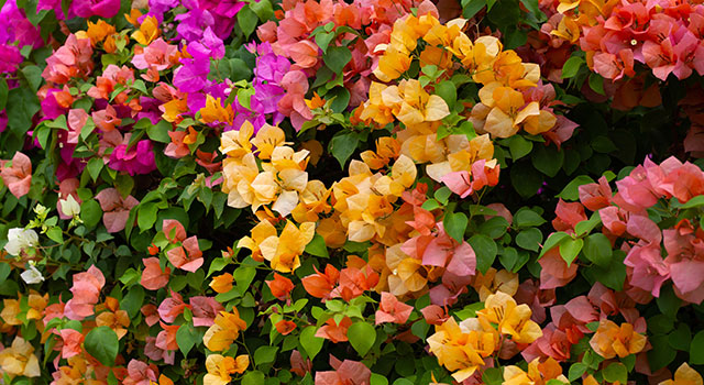 A Buganvília : Planta floral e estival