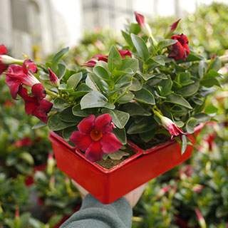 Dipladenia floraison rouge