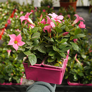 Dipladenia floraison rose
