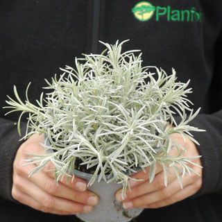 Plante curry