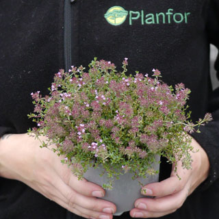 Thym serpolet