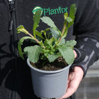 Verveine de Buenos Aires