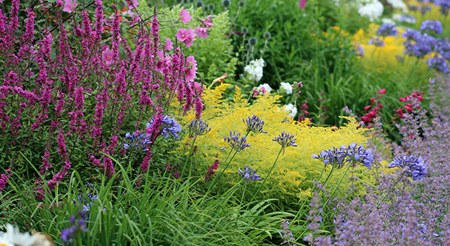 Vivaces d'été à planter maintenant !