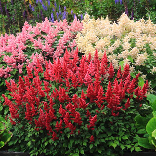 Astilbes