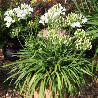 Agapanthes