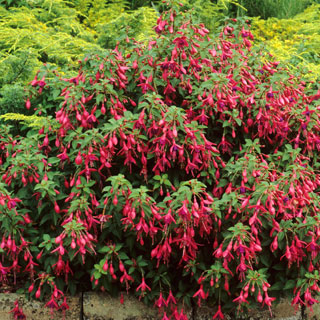 Fuchsias