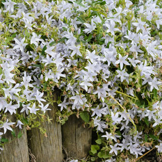 Campanules