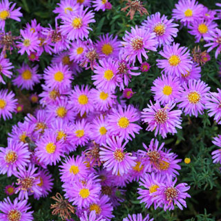Aster