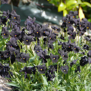 Violettes