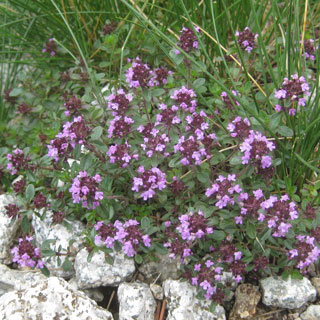 Thym serpolet