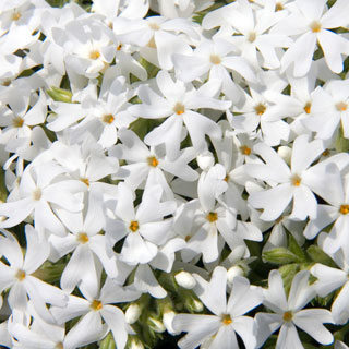 Phlox