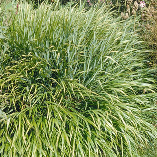 Herbe du Japon, Hakonechloa