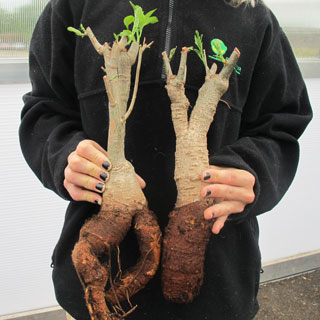 Baobabs bare rooted