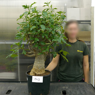 Baobabs Specimen