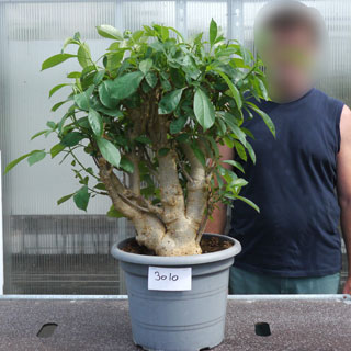 Baobabs Specimen
