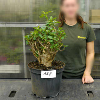 Baobabs Specimen