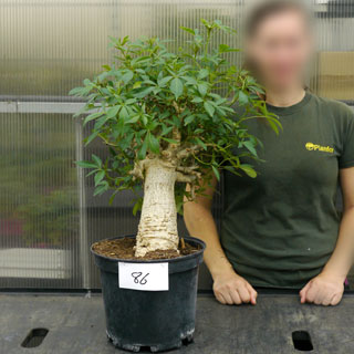 Baobabs Specimen