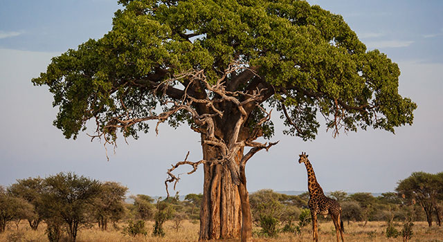 Baobabs are back