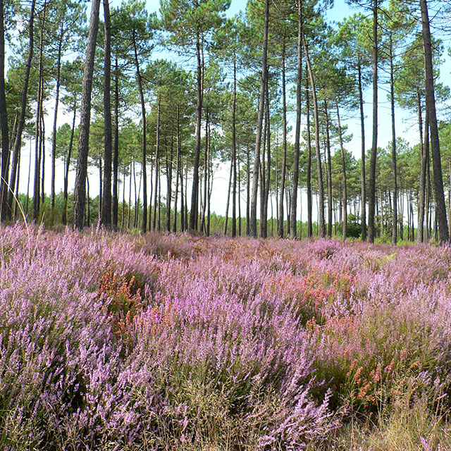 A Planta em Destaque: A Urze-de-Verão (Calluna vulgaris)