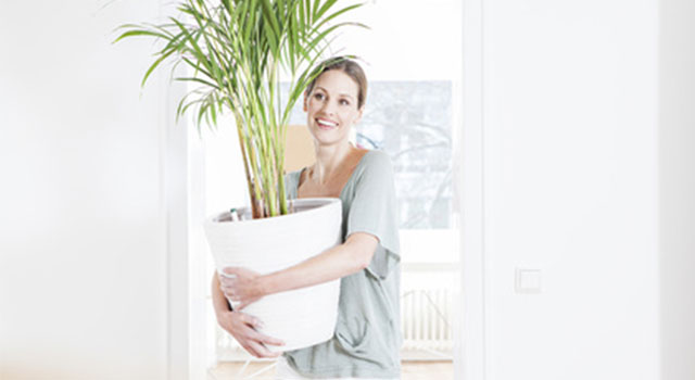 Pergunta do Leitor  : "Que faire de mes plantes d'intérieur qui ont passé l'été dehors ?"