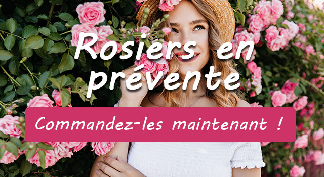 Rosiers en prévente