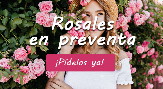 Rosales en preventa