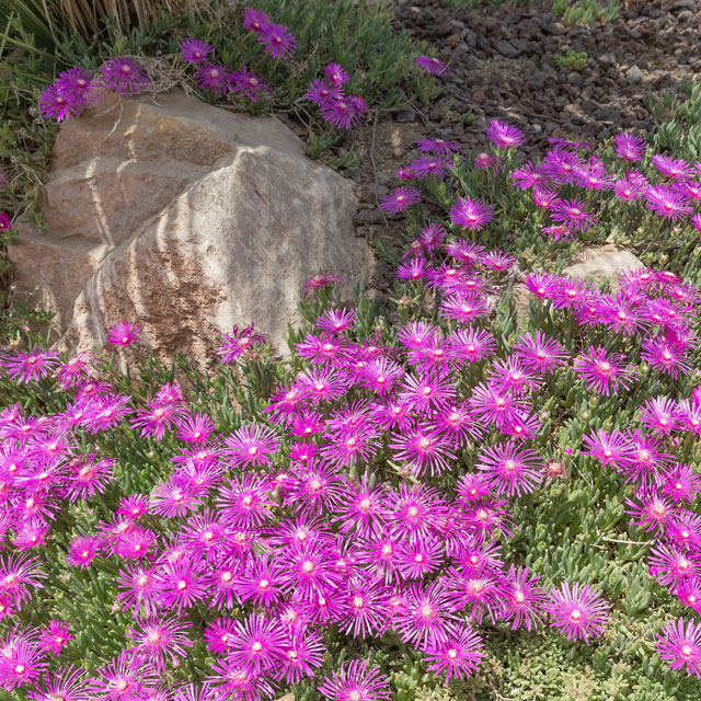 Actualités de la semaine : Pourpier vivace encore en fleurs ?
