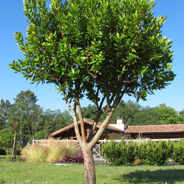 Question du Lecteur : "J'ai envie d'acheter un arbousier spécimen, mais je m'inquiète de sa reprise. Comment puis-je m'assurer que la plantation se passe bien, surtout qu'il s'agit d'une grande plante ?" 