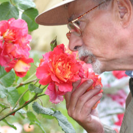 Rosales perfumados