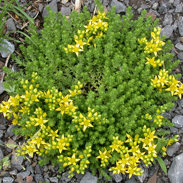 SEDUM (Orpin)