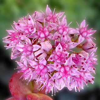 Orpin de Siebold rose (Sedum sieboldii)