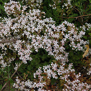Orpin vivace couvre-sol (Sedum album 'Murale')