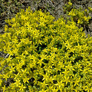 Orpin jaune (Sedum acre)