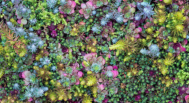 Focus sur le SEDUM (Orpin)