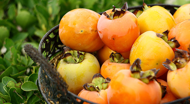 Fruits d'automne : Les premiers Kakis arrivent !