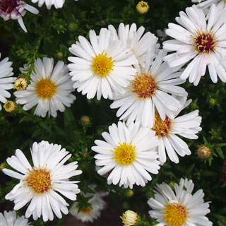 Aster d'automne