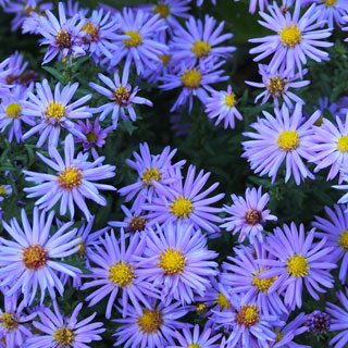 Aster d'automne