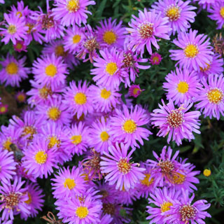Aster d'automne