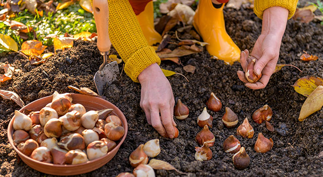 A planter en automne : Bulbes et Aster