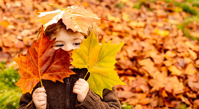 Los árboles despliegan sus colores otoñales