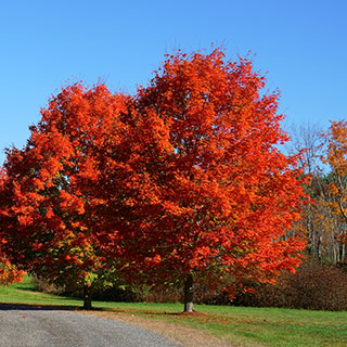Todo el catálogo de arces