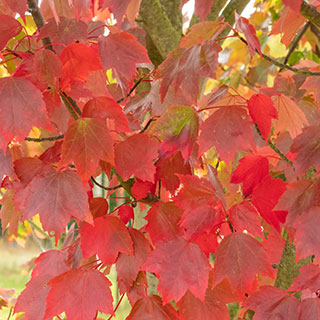 Todo el catálogo de arces