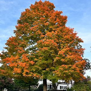 Roble de los pantanos